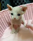 エルフキャット【千葉県・男の子・2020年5月12日・クリームリンクスバイカラー】の写真2