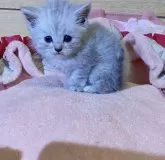 ミヌエット(長足)【千葉県・男の子・2024年9月17日・シルバースモーク】の写真3