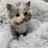 マンチカン(長足)【千葉県・女の子・2023年11月12日・ダイリュートキャリコ】の写真3