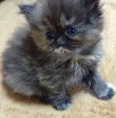 ペルシャ【千葉県・女の子・2015年9月17日・トーティシェルスモーク】の写真3