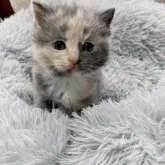 マンチカン(長足)【千葉県・女の子・2023年11月12日・ダイリュートキャリコ】の写真4