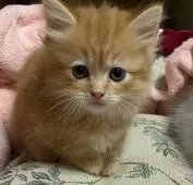 ミヌエット【千葉県・男の子・2020年10月26日・レッドタビー】の写真4