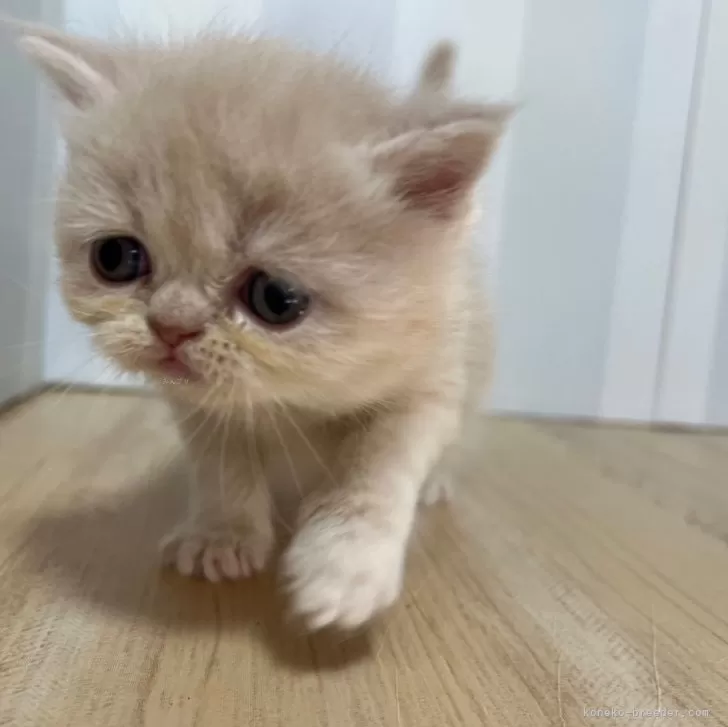 ID：2412-02737の子猫