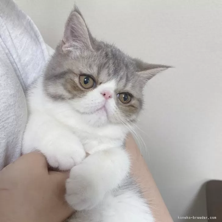 ID:2412-02739の子猫