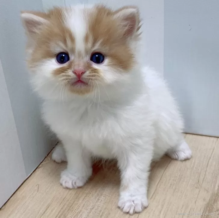 ID：2503-00061の子猫