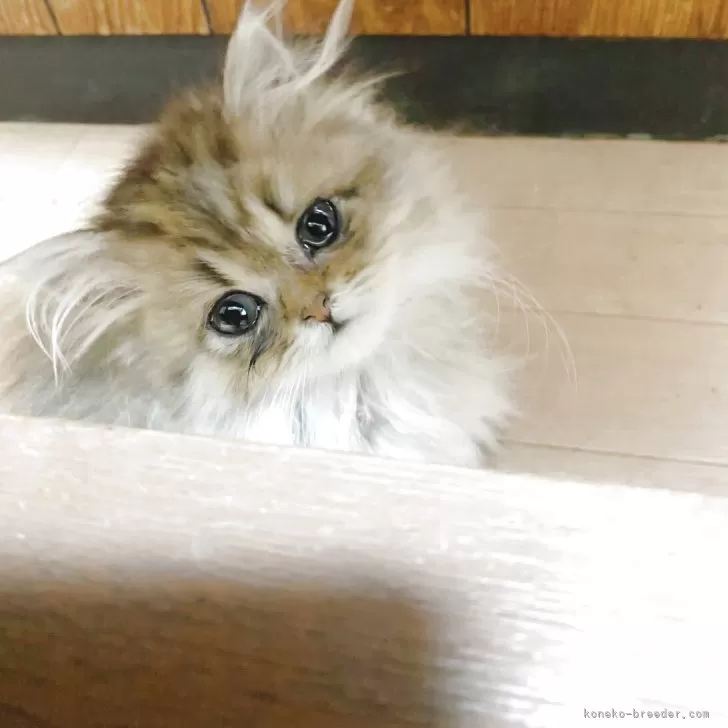 ペルシャ(チンチラ)【千葉県・男の子・2025年8月27日・チンチラゴールデン】の写真1