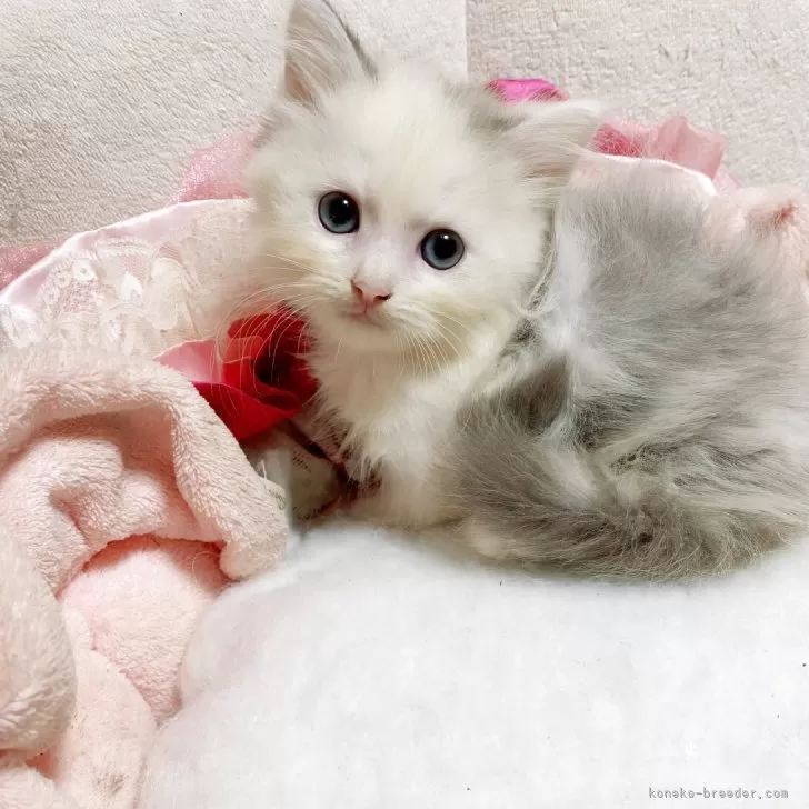 タマゴa 様のお迎えした子猫