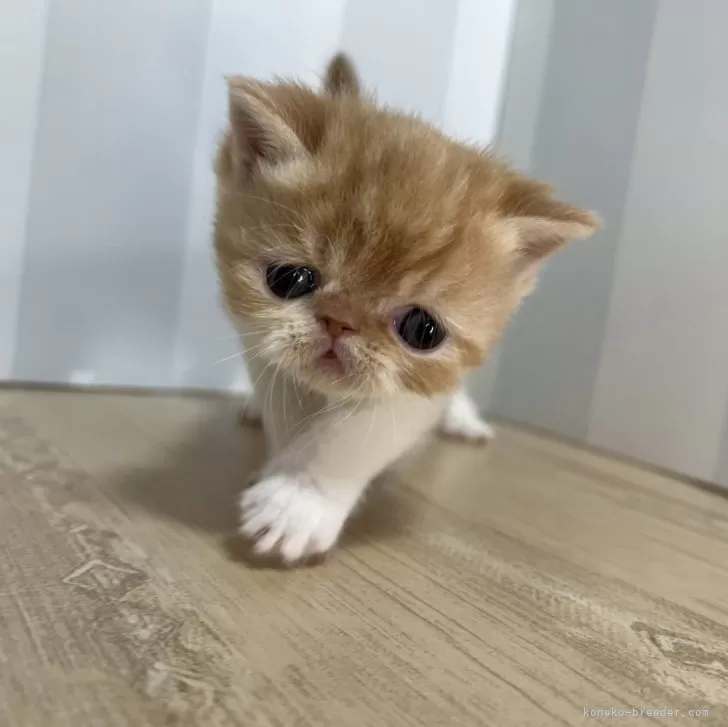 ID：2412-02735の子猫