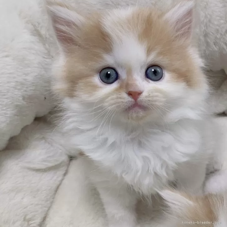 ID:2503-00060の子猫