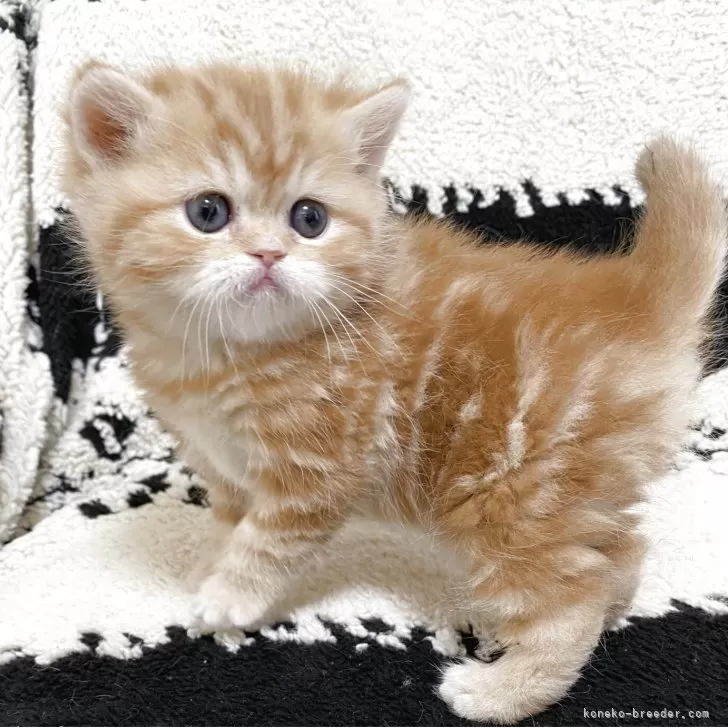 エキゾチックショートヘア【千葉県・女の子・2026年2月2日・レッドタビー】の写真1