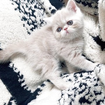 エキゾチックショートヘア【千葉県・女の子・2025年10月4日・クリームタビー（ショート）】の写真「可愛いおめめ💗」