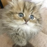 ペルシャ(チンチラ)
