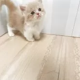 ミヌエット(短足)