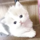 ミヌエット(長足)