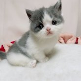 エキゾチックショートヘア