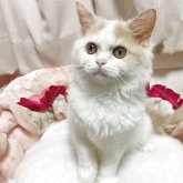 ミヌエット(長足)