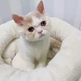 ミヌエット(長足)