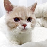 ミヌエット(短足)