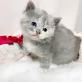 ミヌエット(長足)