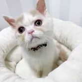 ミヌエット(長足)【千葉県・男の子・2025年7月7日・クリーム&ホワイト】の写真2