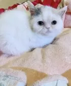 エキゾチックショートヘア【千葉県・女の子・2024年11月22日・ダイリュートキャリコ】の写真2