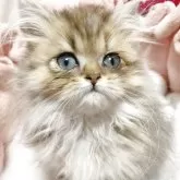 ペルシャ(チンチラ)【千葉県・男の子・2025年8月27日・チンチラゴールデン】の写真2