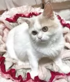 ミヌエット(長足)【千葉県・女の子・2025年7月5日・クリーム&ホワイト】の写真4