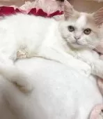 ミヌエット(長足)【千葉県・女の子・2025年7月5日・クリーム&ホワイト】の写真6