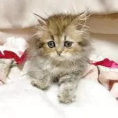 ペルシャ(チンチラ)【千葉県・男の子・2025年8月27日・チンチラゴールデン】の写真6