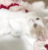 ミヌエット(長足)【千葉県・女の子・2025年7月5日・クリーム&ホワイト】の写真8