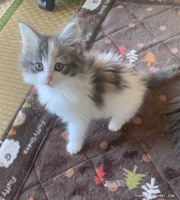 きむちゃん 様のお迎えした子猫