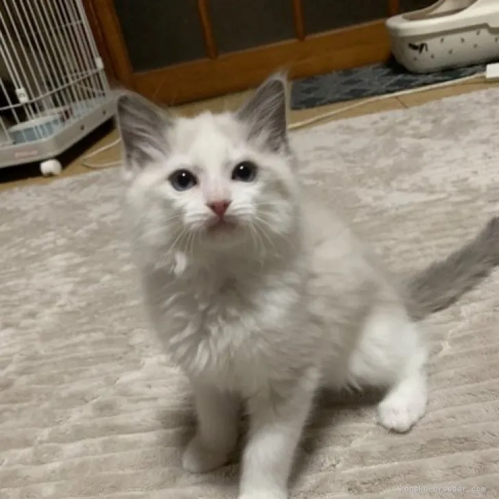 ID：2305-02663の子猫