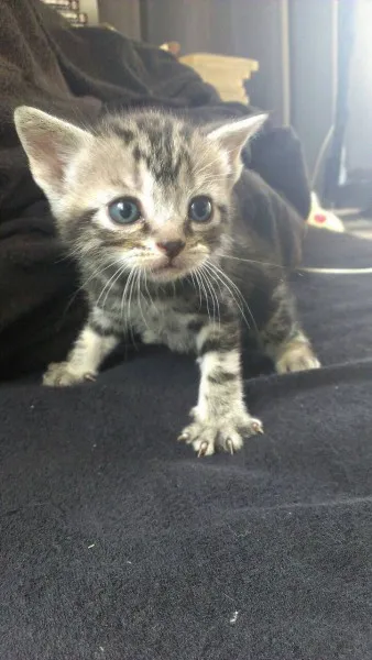 ID：1405-00362の子猫