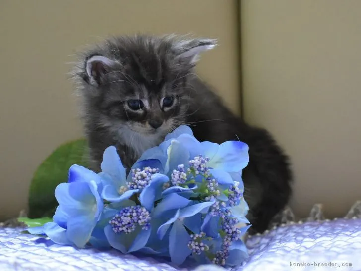 ID：1706-00553の子猫