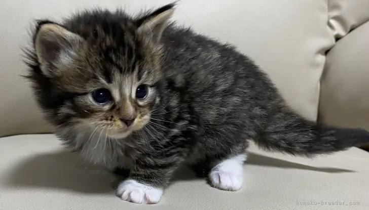 ID：2104-00998の子猫