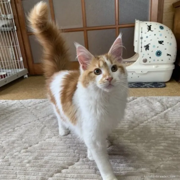 ID：2211-01247の子猫