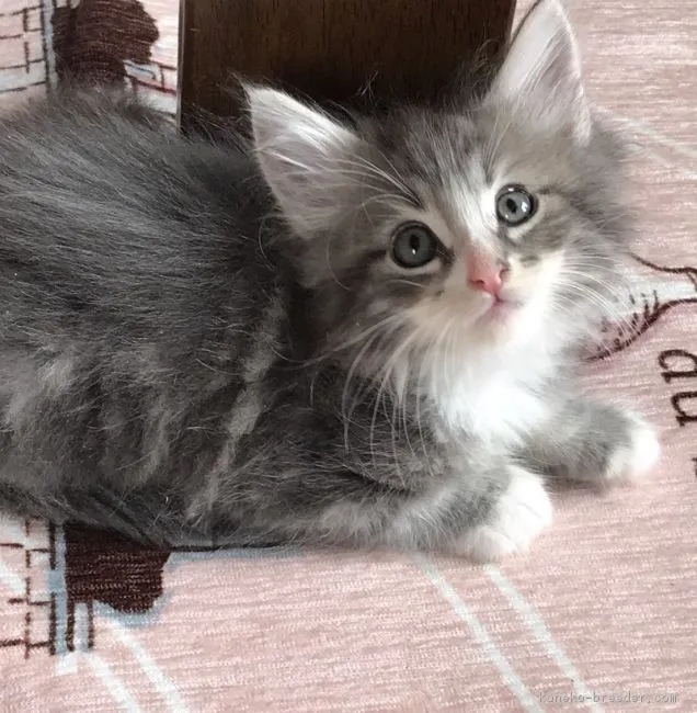 ID：1805-01116の子猫