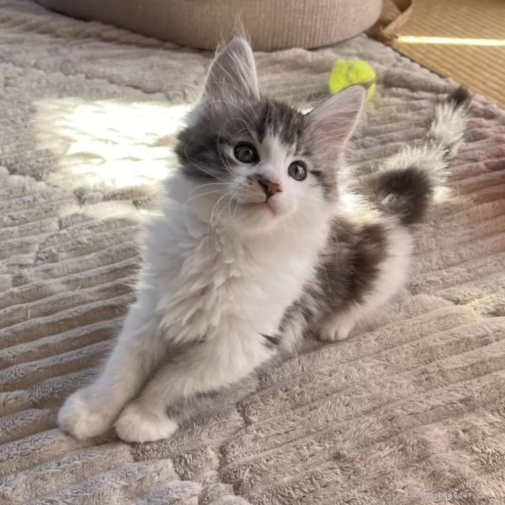 ID:2411-00483の子猫