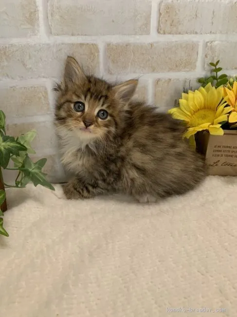 ID：2002-01190の子猫