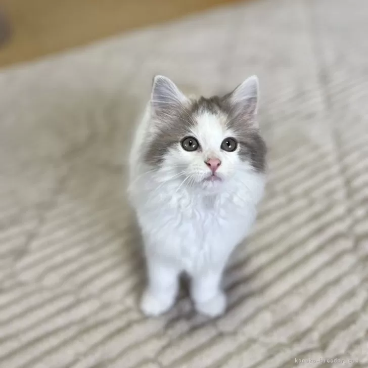 ID:2409-02353の子猫