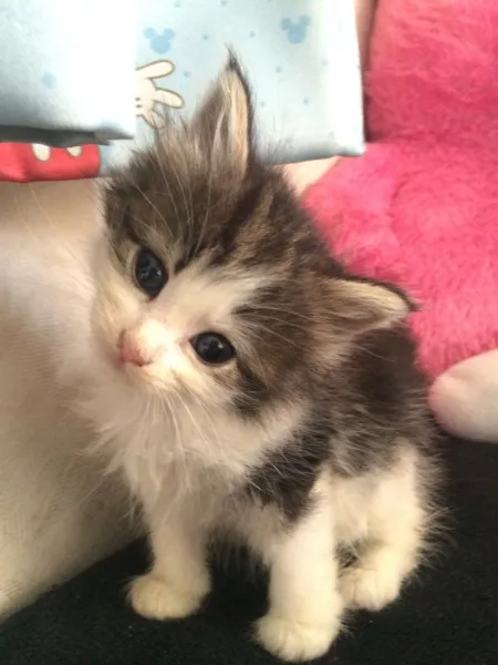 ID：1406-00277の子猫