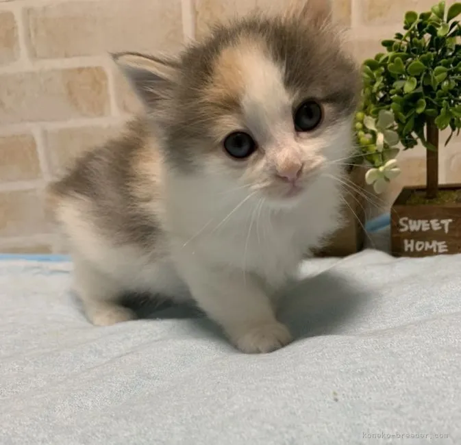 ID:2109-02606の子猫