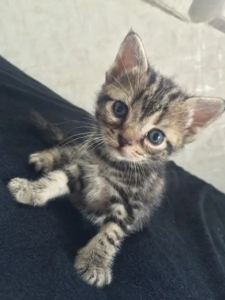 ID：1405-00272の子猫