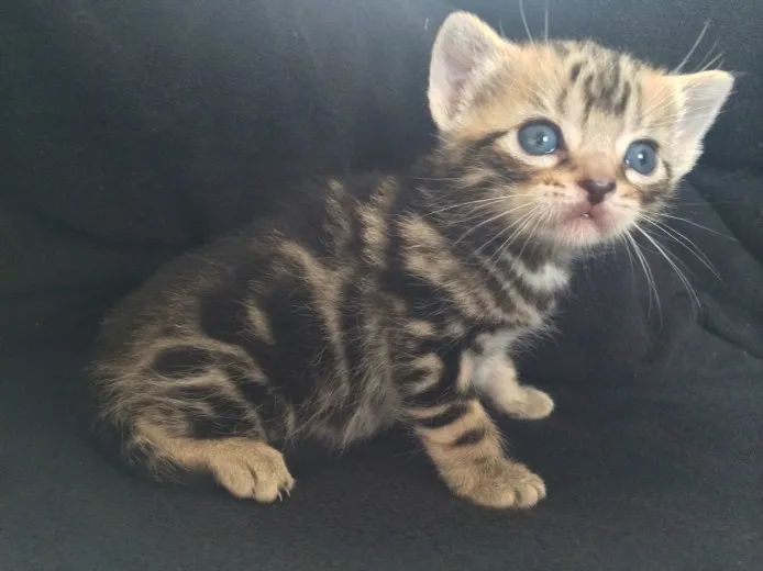 ID:1405-00271の子猫