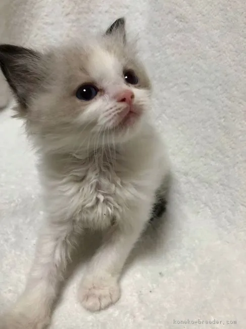 ID：1902-00455の子猫