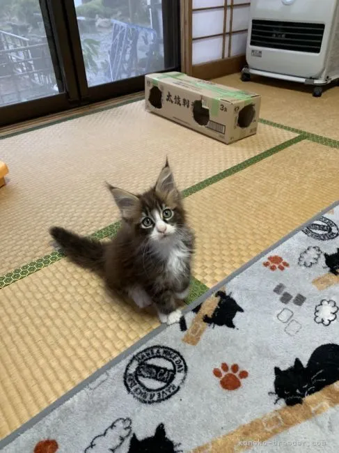 ID:2212-00337の子猫