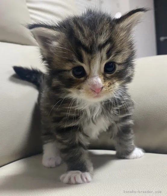 ID:2104-01002の子猫