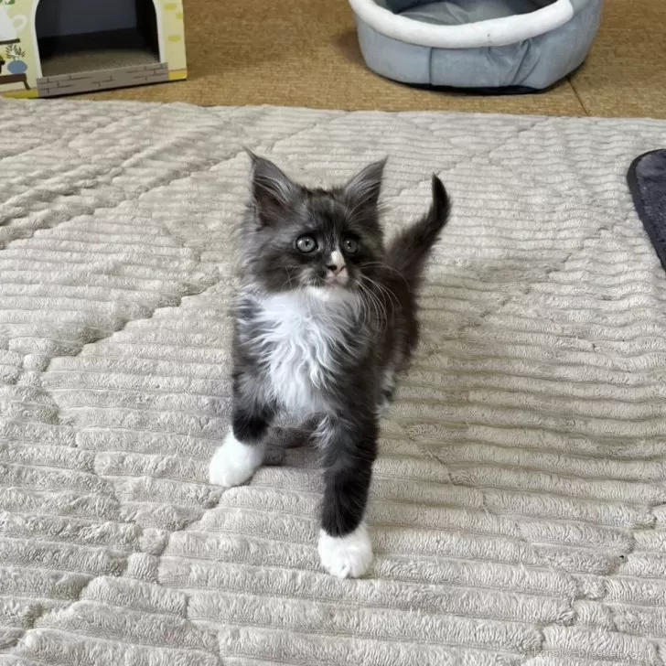 ID：2404-02451の子猫