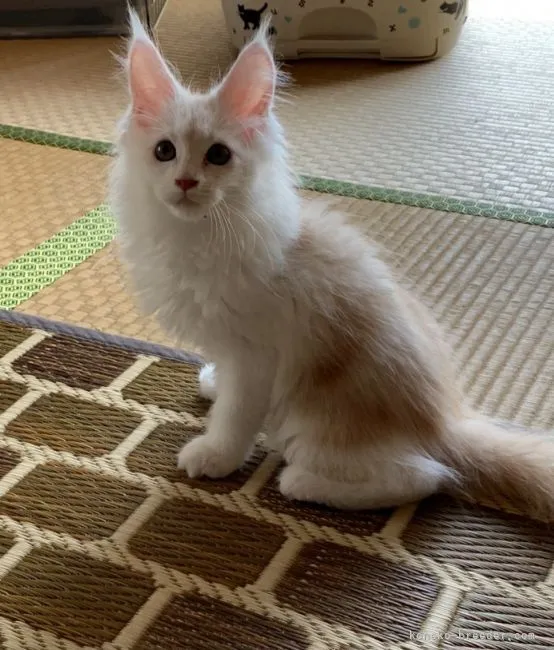 ID：2107-00813の子猫