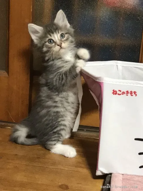 ID:1805-01114の子猫
